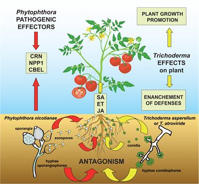 Trichoderma Counteracts the Challenge of Phytophthora nicotianae Infections on Tomato by Modulating Plant Defense Mechanisms and the Expression of Crinkler, Necrosis-Inducing Phytophthora Protein 1, and Cellulose-Binding Elicitor Lectin Pathogenic Effectors